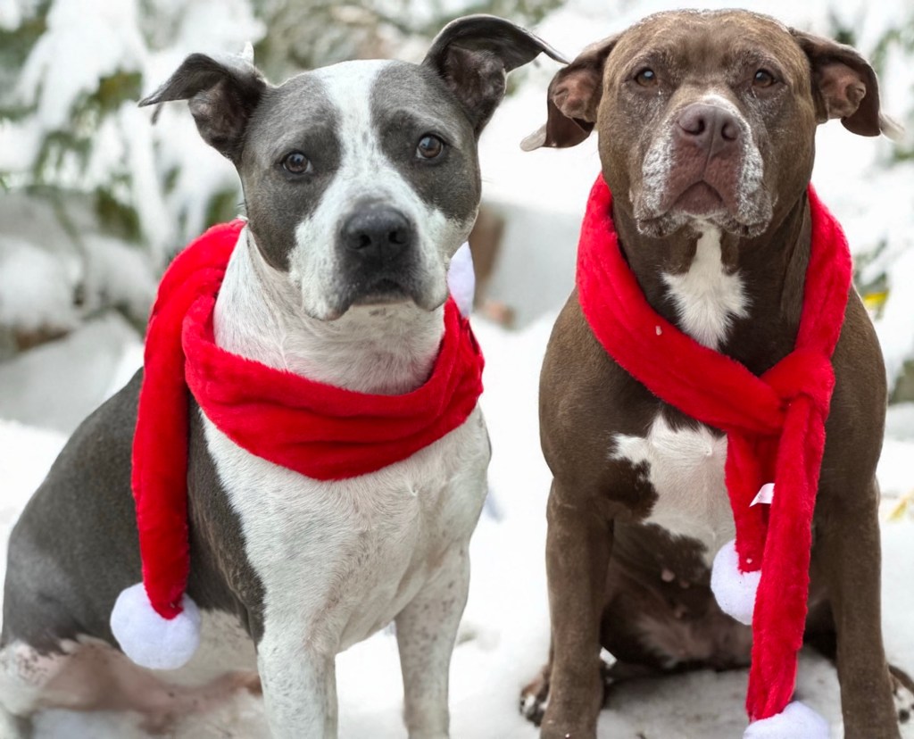 Ode to the Dogs Who’ve Ruled Our&nbsp;Hearts